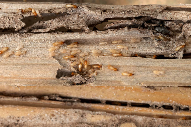 Best Termite Control Services  in Sidney, OH
